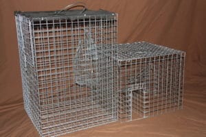 Indian Myna Bird Trap