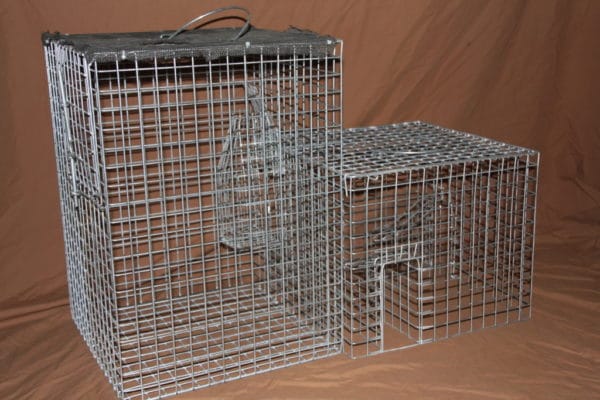 Indian Myna Bird Trap